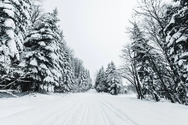 Estrada Nas Montanhas Dos Cárpatos Coberta Neve Entre Abetos — Fotografia de Stock