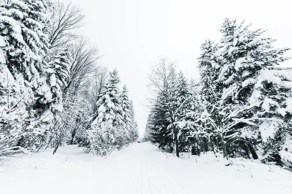 Cesta Karpatských Horách Pokrytá Sněhem Mezi Smrky — Stock fotografie