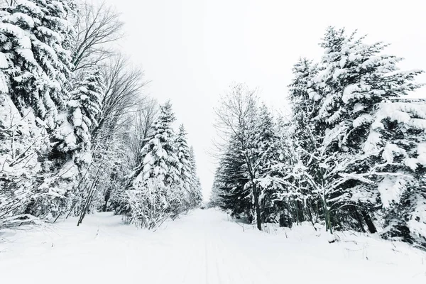 road in carpathian mountains covered with snow among spruces 