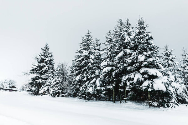 road in carpathian mountains covered with snow among spruces 