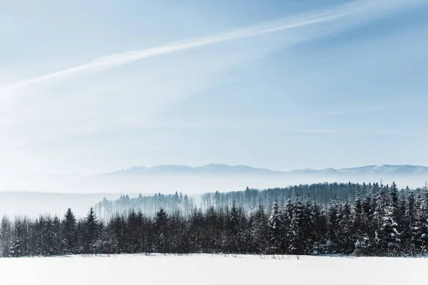 Blauer Bewölkter Himmel Mit Sonnenschein Und Winterlich Verschneitem Bergwald Den — Stockfoto