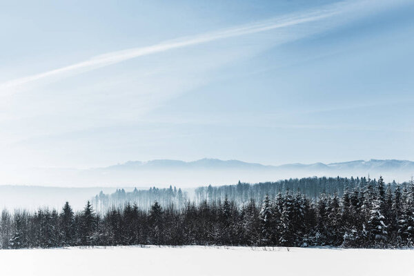 blue cloudy sky with sunshine and winter snowy mountain forest in carpathians