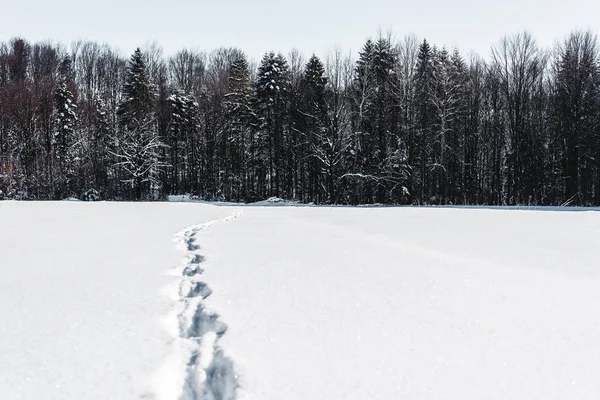 カルパティア山脈の雪の上の足跡と冬の森の木 — ストック写真