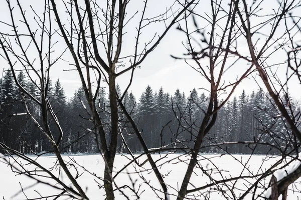 selective focus of dry branches with forest on background
