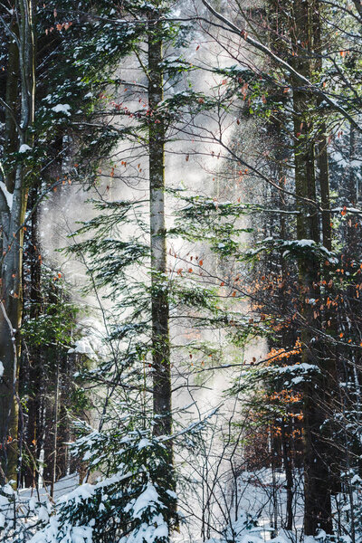 forest with sunshine through green trees and snowfall