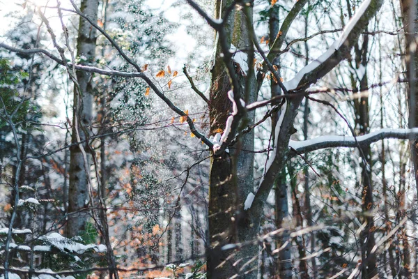 dry tree branches covered with snow at winter
