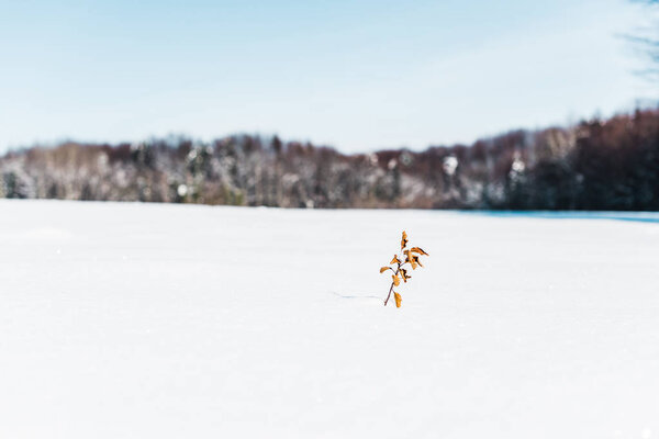 selective focus of small dry plant with leaves in snow 