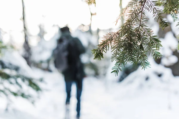 Selective Focus Fir Tree Branch Snowy Forest Traveler Background — Stock Photo, Image