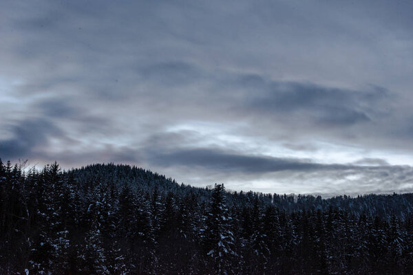 landscape of carpathian mountains covered with snow with cloudy sky and trees in evening 