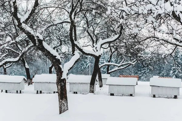 Bienenstöcke Aus Holz Mit Schnee Zwischen Bäumen Bedeckt — Stockfoto