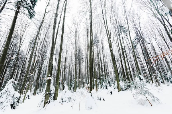 low angle view of tree trunks in snowy winter forest