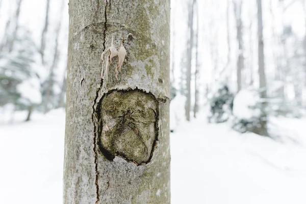 selective focus of wooden tree trunk in snowy winter forest