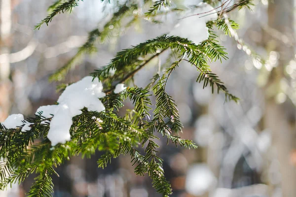 Selective focus of fir green branch covered with snow — Stock Image Selective Focus Fir Green Branch Covered Snow Stock Picture