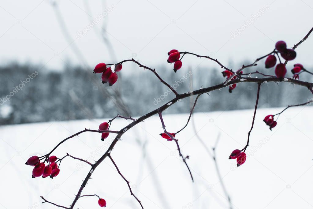 selective focus of icy red berries on dry branch in winter