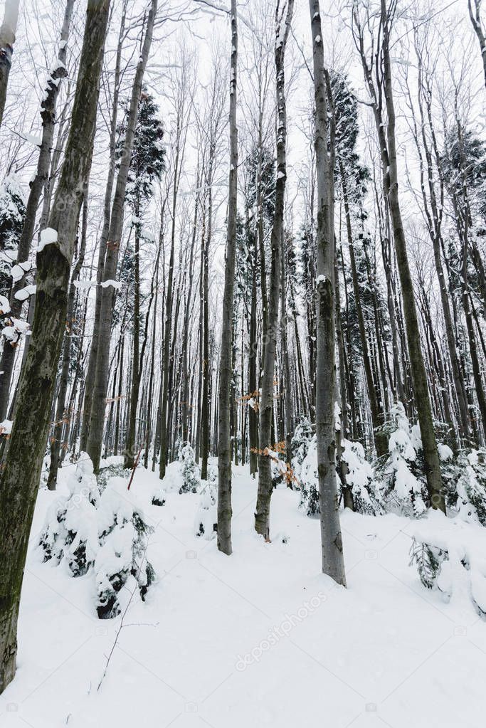 low angle view of tree trunks in snowy forest