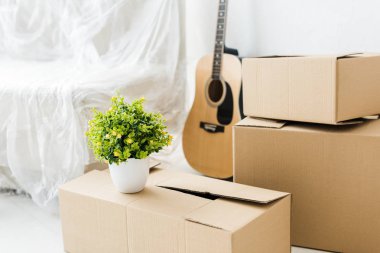 Akustik gitar, karton kutular ve evde yeşil bitki