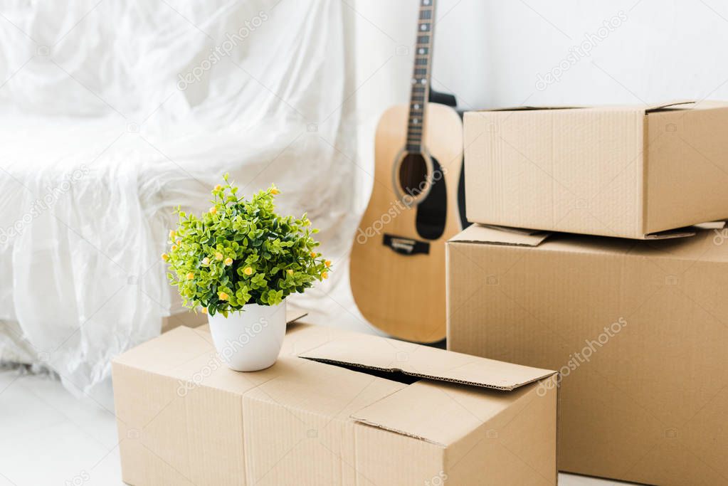 Acoustic guitar, cardboard boxes and green plant at home