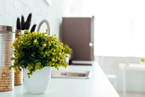 Küchentisch Mit Grüner Pflanze Blumentopf Neben Müsli — Stockfoto