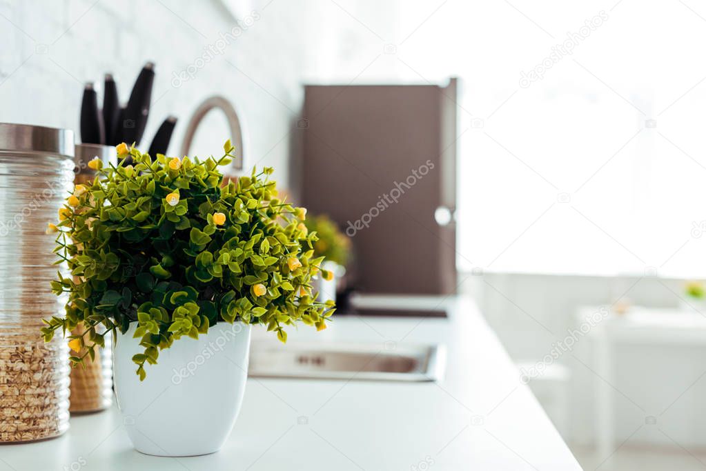 kitchen table with green plant in flowerpot near cereal 