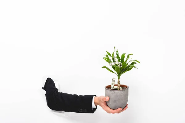白の紙壁の穴を通してお金を持つ植物を保持している男のトリミングビュー — ストック写真
