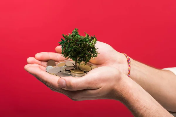 Cropped view of man holding money tree and coins On pink — Stock Image Cropped View Man Holding Money Tree Coins Pink Stock Image