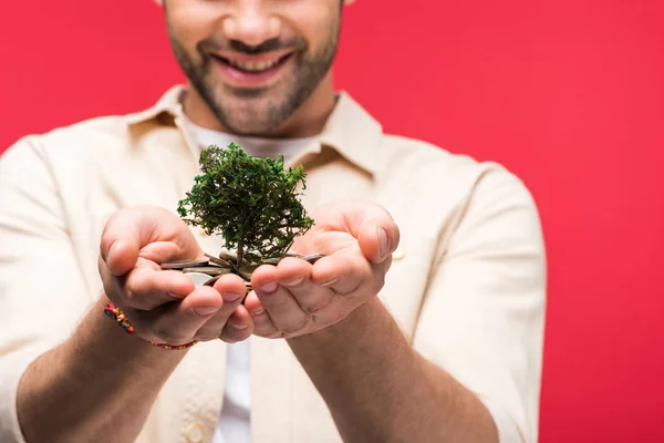 Cropped view of smiling man holding money tree and coins Isolated On pink — Stock Image Cropped View Smiling Man Holding Money Tree Coins Isolated Pink Stock Picture