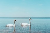 dvě bílé labutě plavé na modré řece