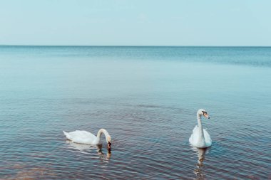 two white swans swimming on blue river clipart