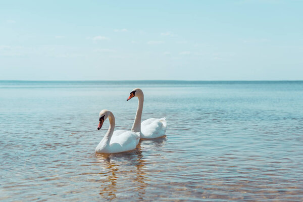 two white swans swimming on blue river
