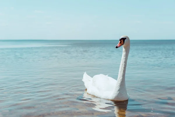 White Swan Swimming River Sunny Day — Stock Photo, Image