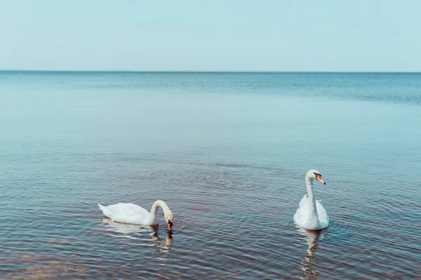 stock image two white swans swimming on blue river