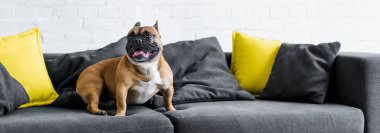 kanepede oturan sevimli fransız bulldog panoramik çekim
