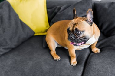 oturma odasında kanepede oturan sevimli fransız bulldog yüksek açı görünümü