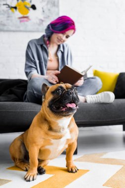 fransız bulldog oturma odasında yerde oturan seçici odak ve kız okuma kitabı, kanepede otururken