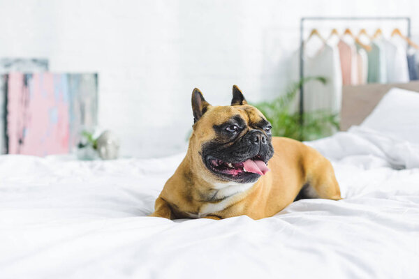 French bulldog laying in bed at home during daytime