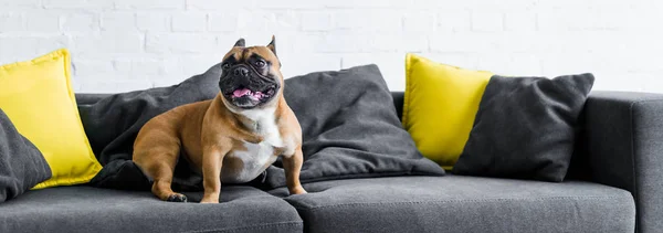 Tiro Panorámico Bulldog Francés Lindo Sentado Sofá — Foto de Stock