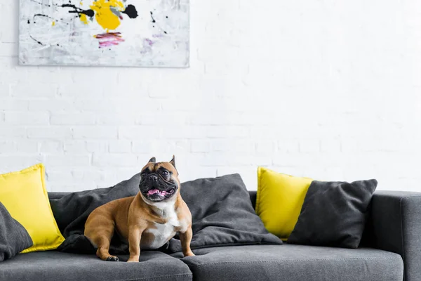 Lindo Bulldog Francés Sentado Sofá Sala Estar — Foto de Stock