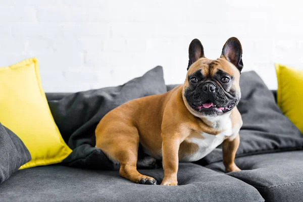 Adorável Bulldog Francês Sentado Sofá Sala Estar — Fotografia de Stock