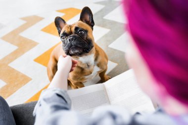 renkli saç fransız bulldog petting ve kitap tutan kız seçici odak