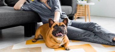 kız yakınındaki oturma odasında yerde yatan sevimli bulldog panoramik çekim