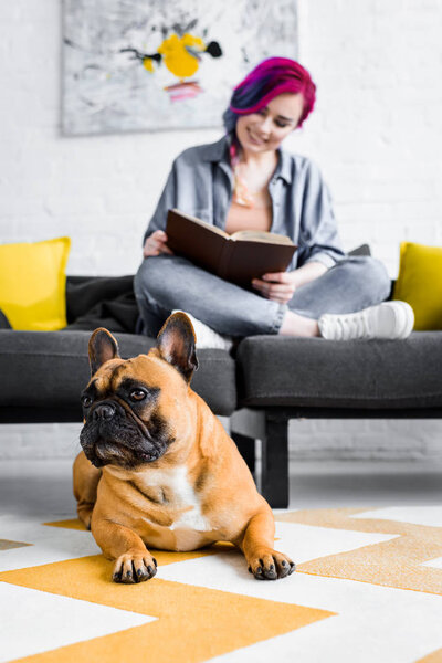 selective focus of french bulldog laying on floor and girl sitting on sofa and reading book