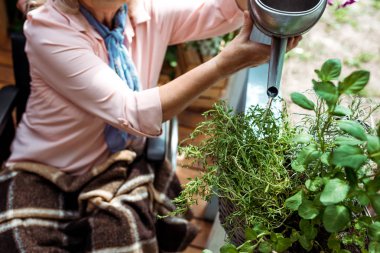 cropped view of senior disabled woman sitting in wheelchair and watering plant clipart