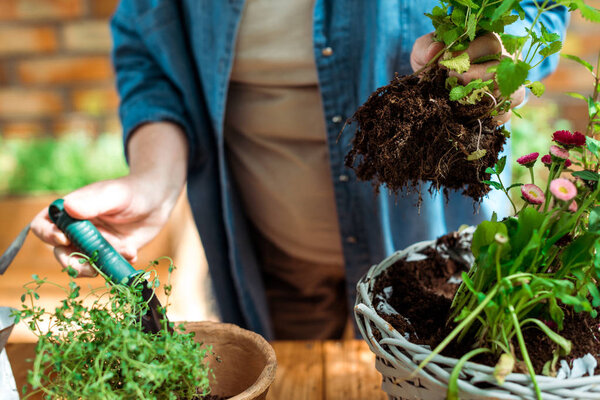 cropped view of senior woman holding green plant with ground near flowerpot 