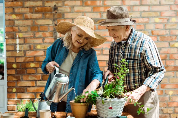 Senior Kvinna Halm Hatt Vattning Gröna Växter Nära Man — Stockfoto