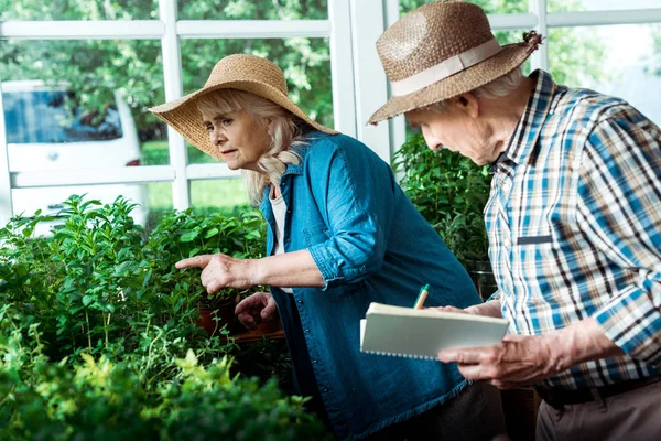 Селективное Внимание Пожилой Женщины Указывающей Пальцем Зеленые Растения Рядом Мужем — стоковое фото
