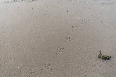 kuş ayak izleri ile dokulu kahverengi kum üst görünümü
