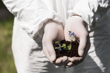 partial view of ecologist in latex gloves holding handful of soil with dayflowers clipart