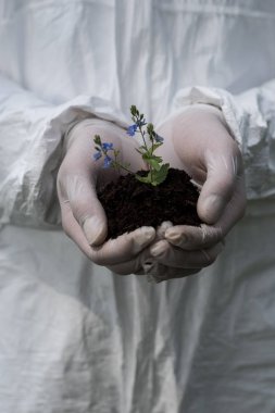 lateks eldivenlerde ekolojistin kısmi görünümü, bir avuç toprağı kreşlerle tutan