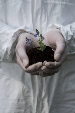 partial view of ecologist in latex gloves holding handful of soil with dayflowers clipart