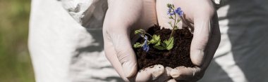 panoramic shot of ecologist in latex gloves holding handful of soil with dayflowers clipart
